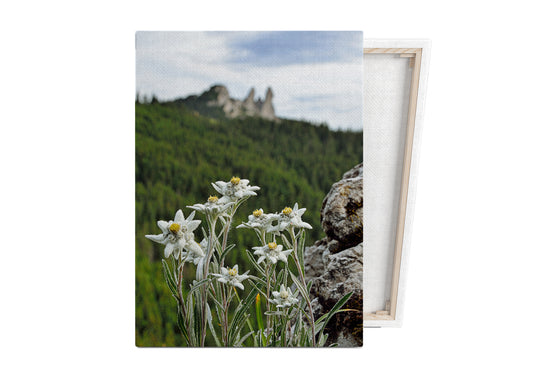 Tablou canvas Bucovina Pitoreasca Floare de colt, Masivul Rarau OS04