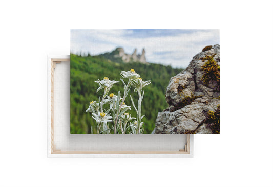 Tablou canvas Bucovina Pitoreasca Floare de colt - Pietrele Doamnei, Masivul Rarau OS23